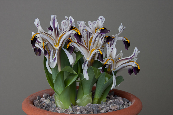 Iris rosenbachiana