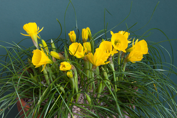 Narcissus bulbocodium ssp. obesus 'Lee Martin'