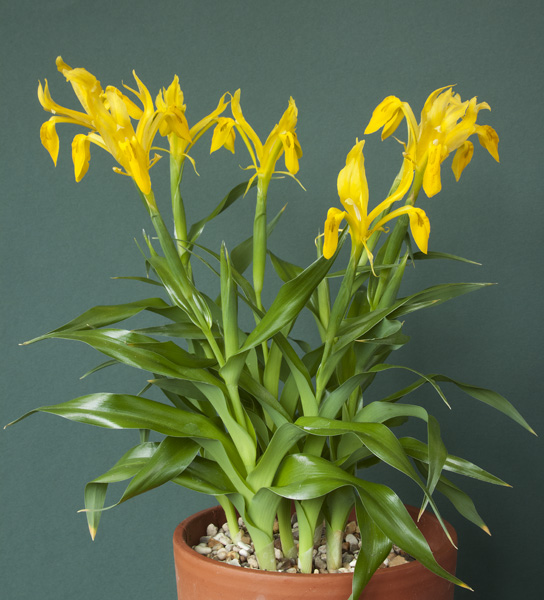 Iris bucharica 'Sanglok'