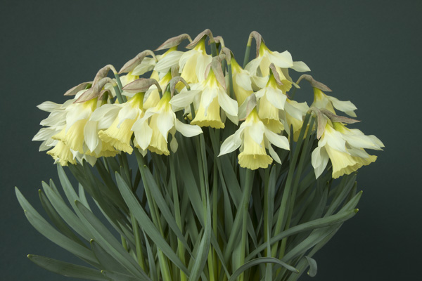 Narcissus alpestris