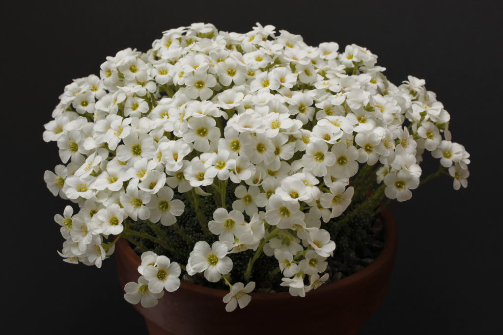 Saxifraga 'Allendale Frost'