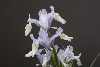 Iris graeberiana 'White Falls'