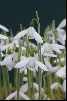 Galanthus peshmenii