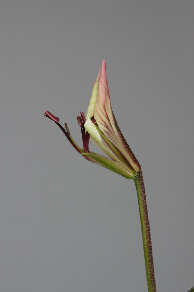 Pelargonium tetragonum