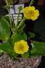 Ranunculus godleyanus