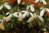 Galanthus koenenianus