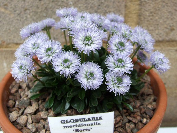 Globularia meridionalis 'Horts'
