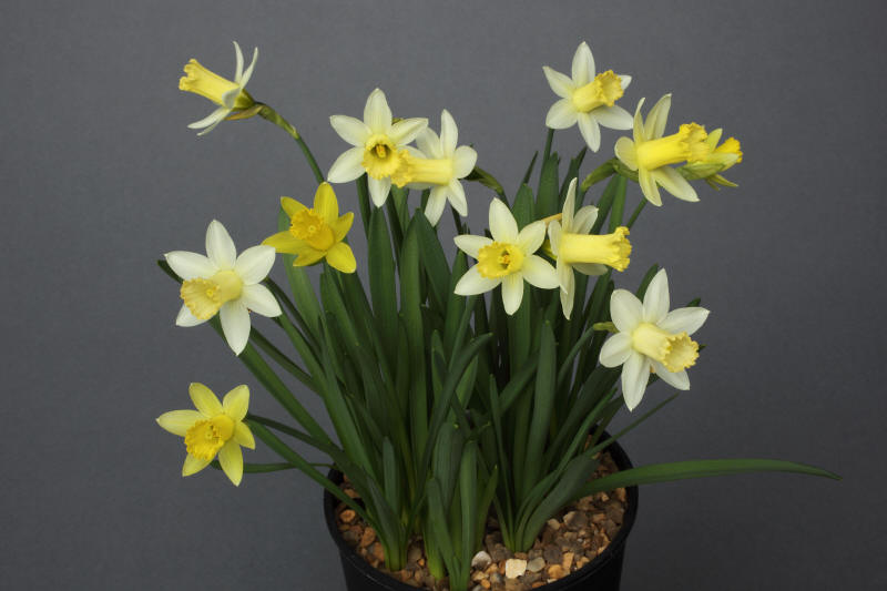 Narcissus 'Candle Power'