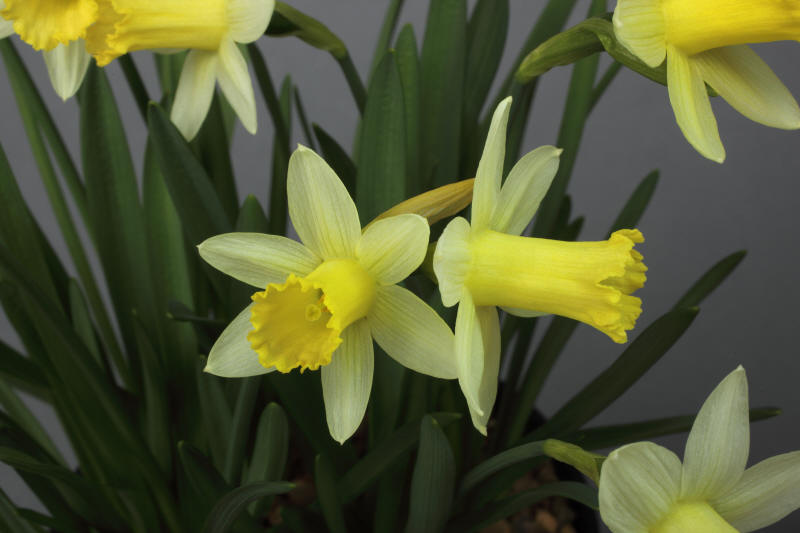 Narcissus 'Candle Power'