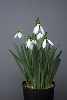 Galanthus 'Cicely-Hall'