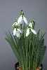 Galanthus 'Cicely-Hall'