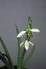 Galanthus gracilis virescent form