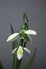 Galanthus gracilis virescent form