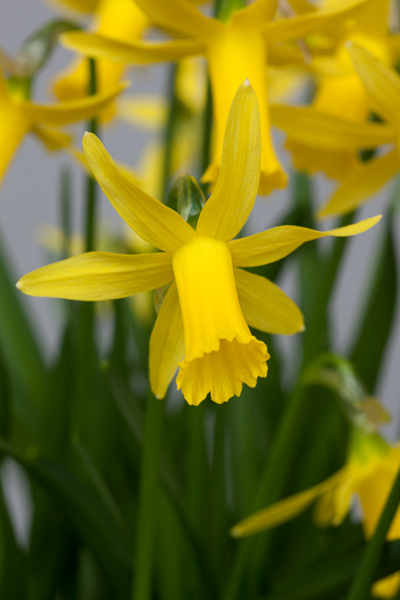 Narcissus minicycla