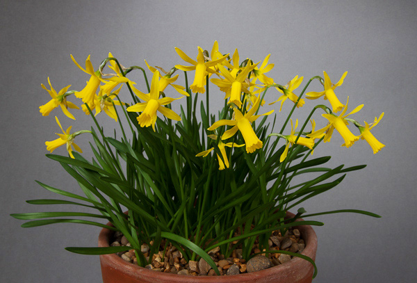 Narcissus minicycla