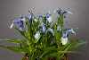 Iris aucheri (blue mystery)