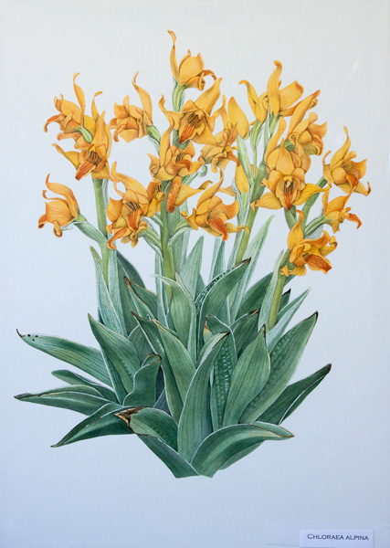 Chlorea alpina - painting