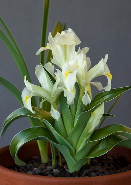 Iris caucasica spp. turcica white form