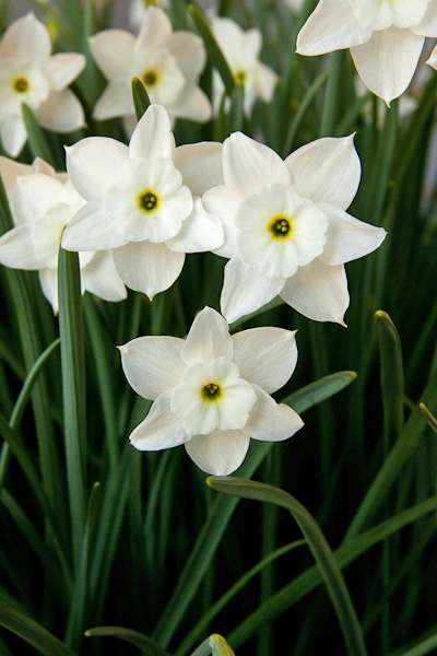 Narcissus watieri