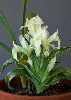 Iris caucasica spp. turcica white form