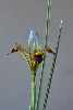 Iris pamphylica