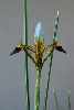 Iris pamphylica