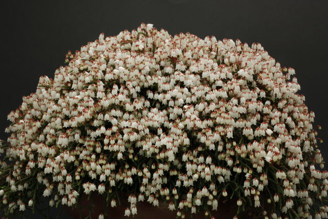 Cassiope 'Beatrice Lilley'