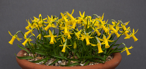Narcissus 'Minicycla'