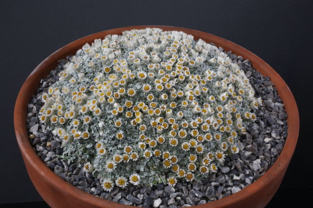 Helichrysum sessilioides