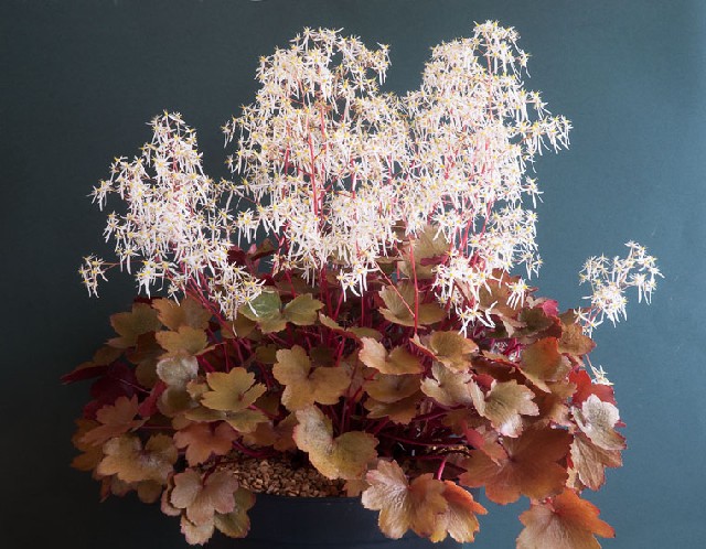 Saxifraga fortunei var rubrifolia