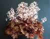 Saxifraga fortunei var rubrifolia