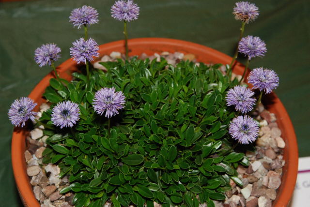 Globularia bellidifolia