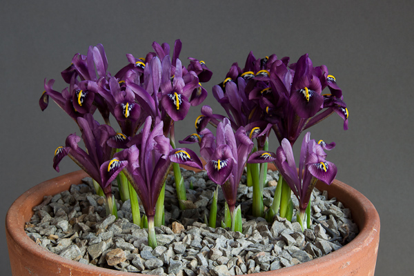 Iris reticulata (ex Central Turkey)