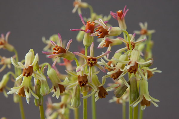 Tulbaghia capensis