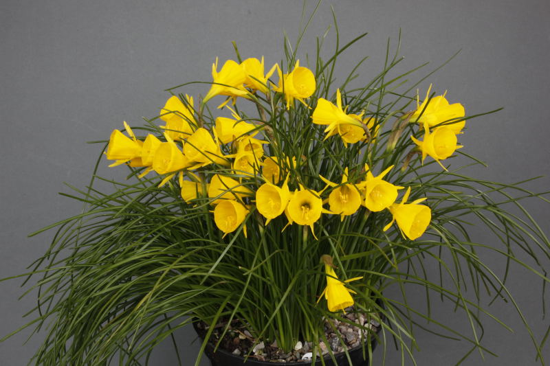 Narcissus bulbocodium 'Golden Bells'