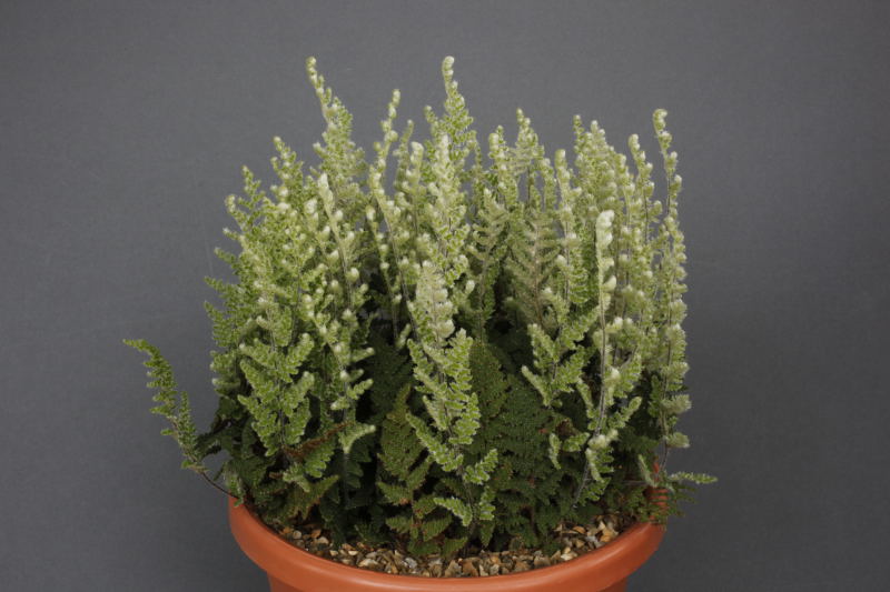 Cheilanthes wootonii