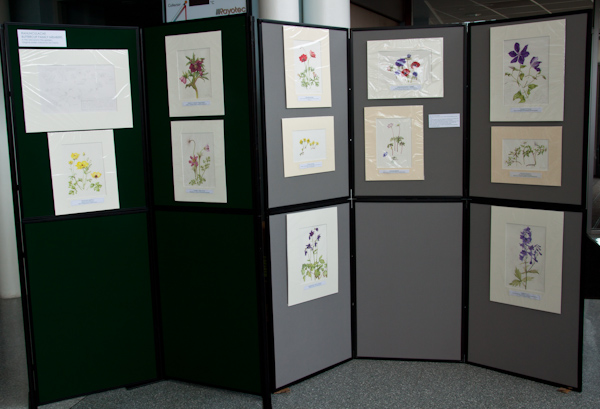 Display of Paintings of Ranunculaceae