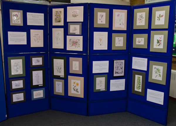 EXHIBITION of BOTANICAL ART by ROSEMARY POWIS shown by PAUL POWIS