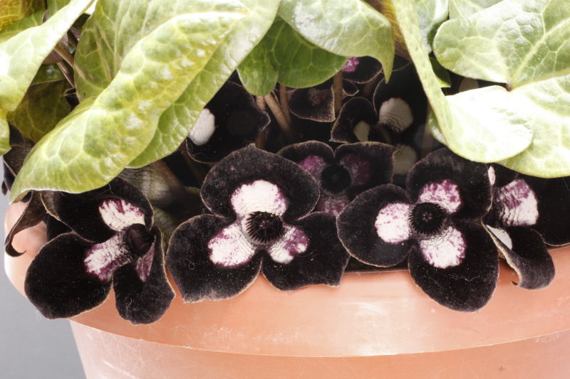 Asarum maximum
