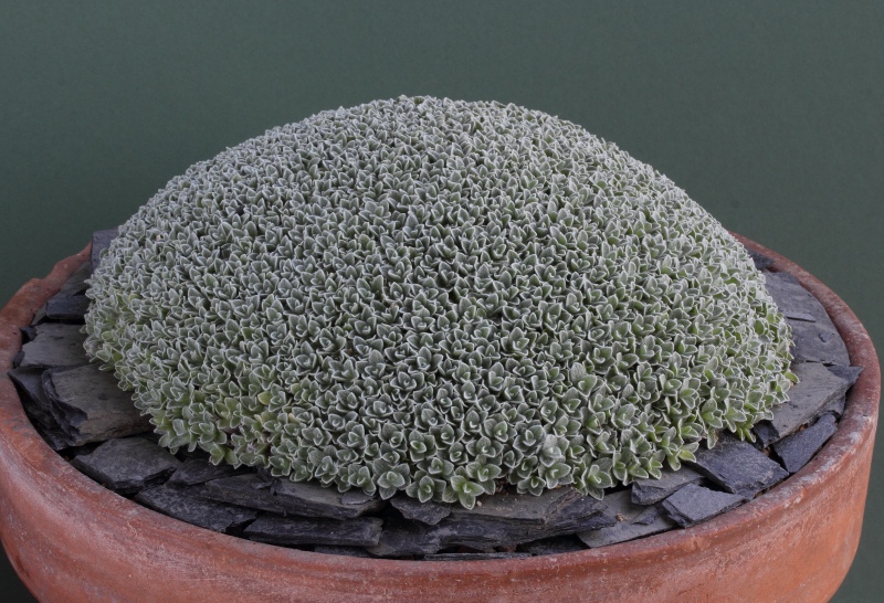 Helichrysum pagophyllum
