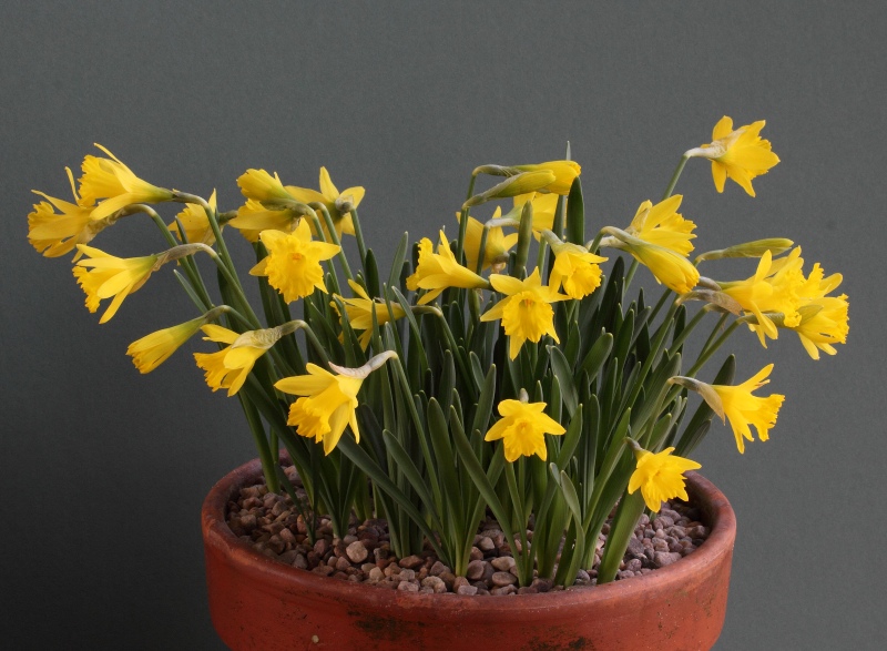 Narcissus jacotianus