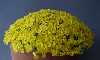 Dionysia aretioides 'Bevere'