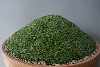 Gypsophila aretioides caucasica