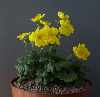 Ranunculus species