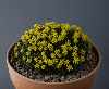Saxifraga desoulavyii