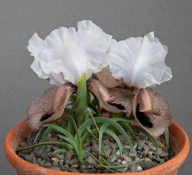 Iris iberica subsp. iberica