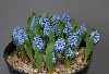 Hyacinthella pallens