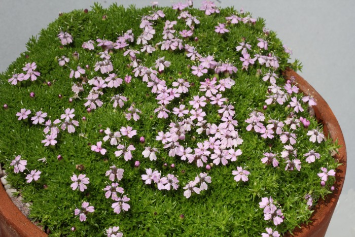 Silene acaulis 'Mount Snowdon'