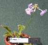 from Display of Alpines (Primula sheriffae)