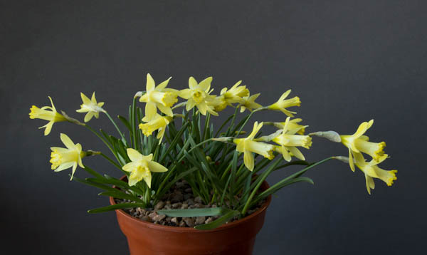 Narcissus 'Gipsy Queen'